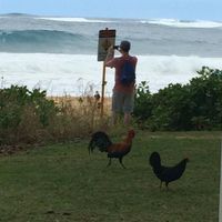 Kauai Hotel for Honeymoon