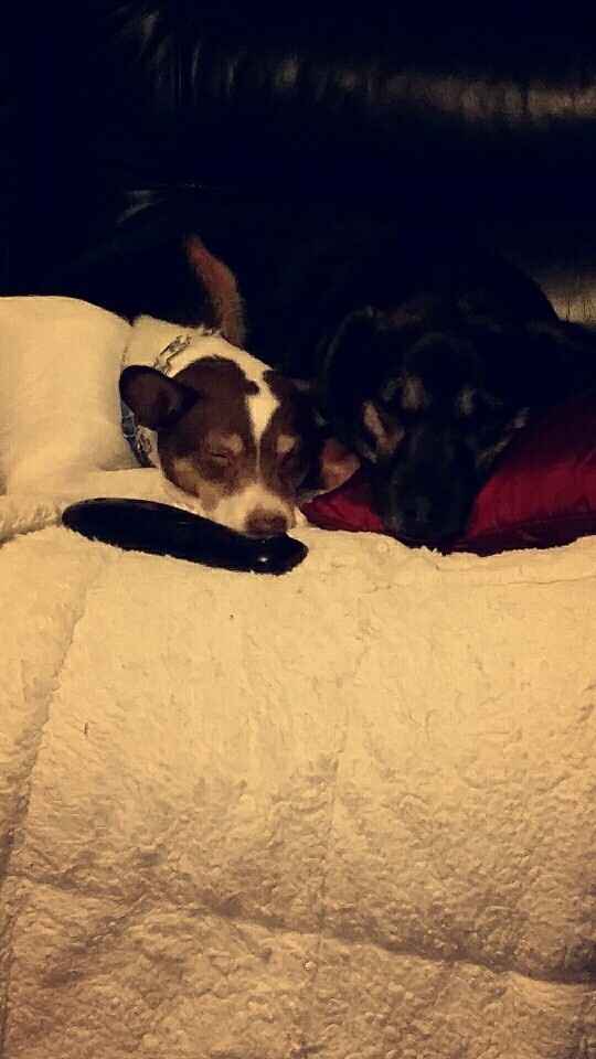NWR: you and furbaby pic!