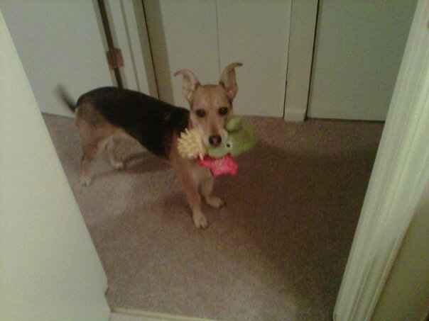 Just for fun, lets see your crazy pet child....