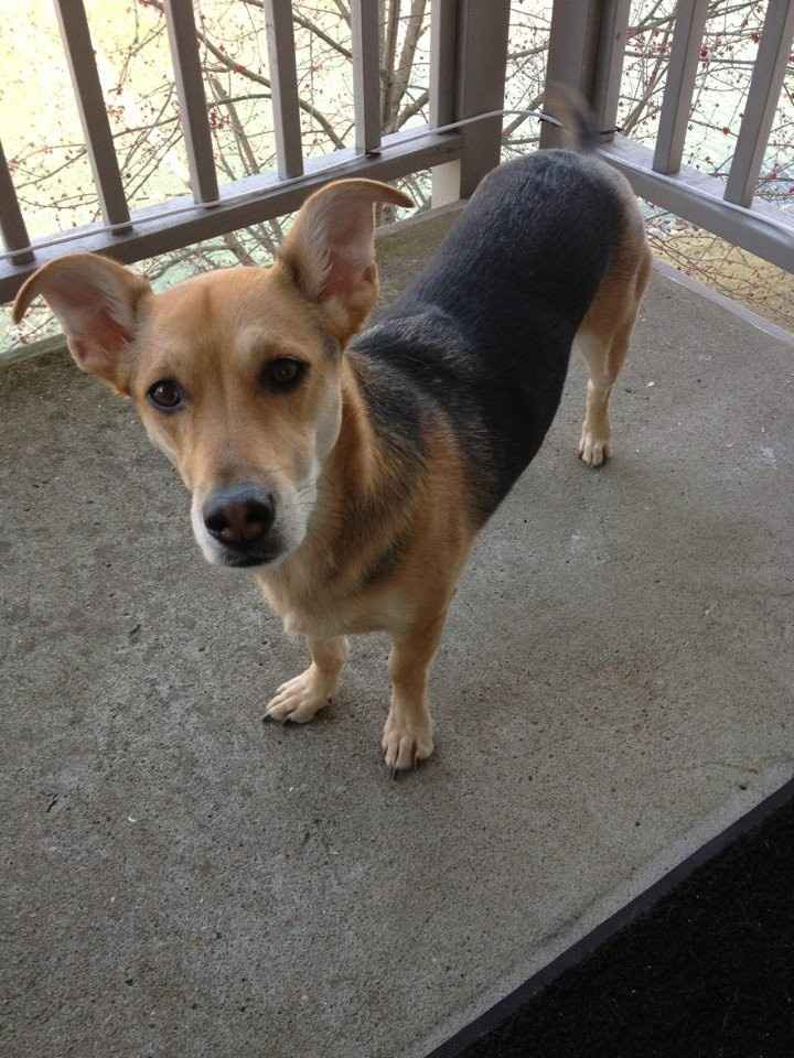 Since we are getting to know each other and everyone LOVES their fur babies!