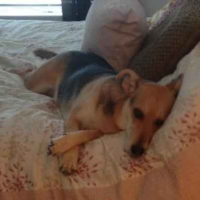 Nwr- fur babies