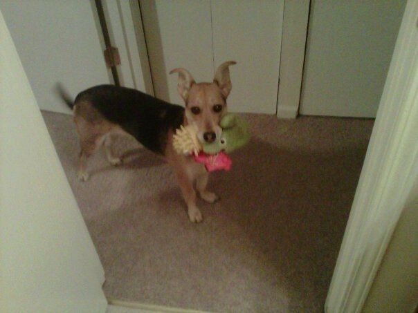 Just for fun, lets see your crazy pet child....