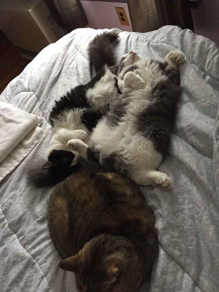 Show me your fur babies! - 1