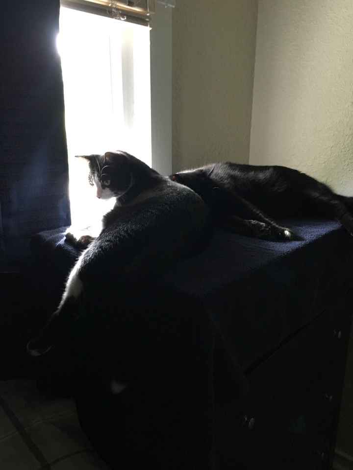 Spinoff: Show us your rescues!