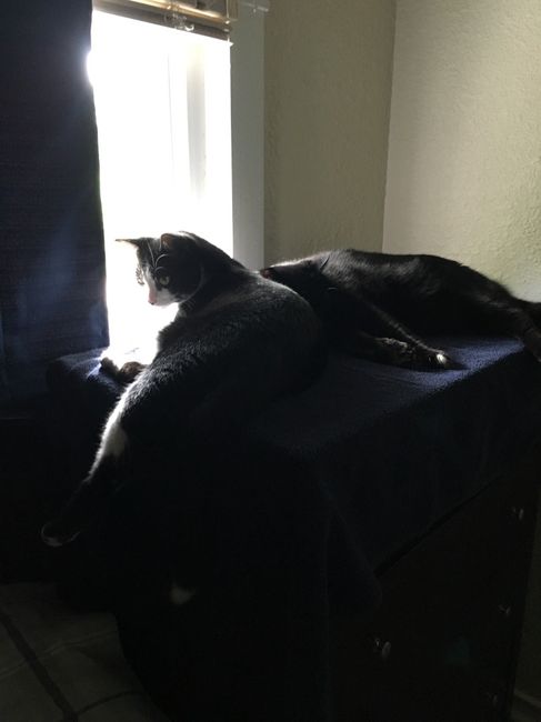 Spinoff: Show us your rescues!