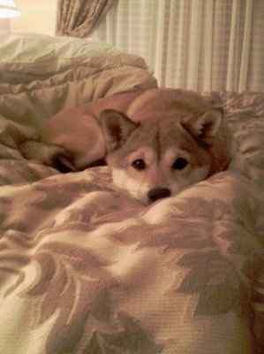 NWR: Lets see our pets!!