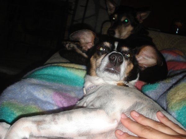 Furbabies (to lighten the mood)