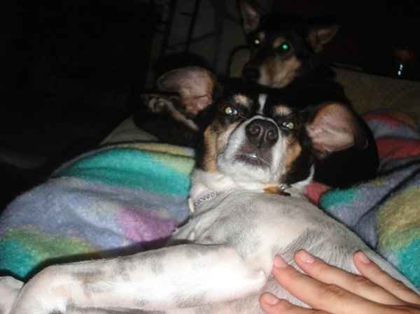 Furbabies (to lighten the mood)