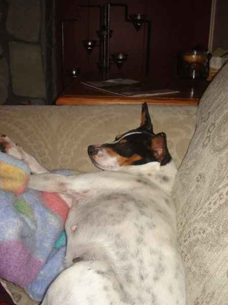 Furbabies (to lighten the mood)