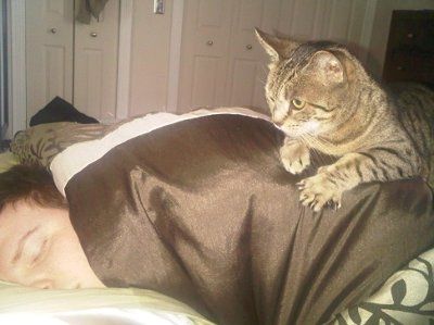 NWR... my cats.. do you have any pets?