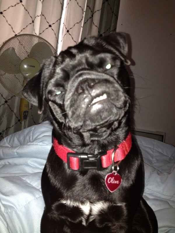 Just for fun, lets see your crazy pet child....