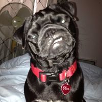 Just for fun, lets see your crazy pet child....