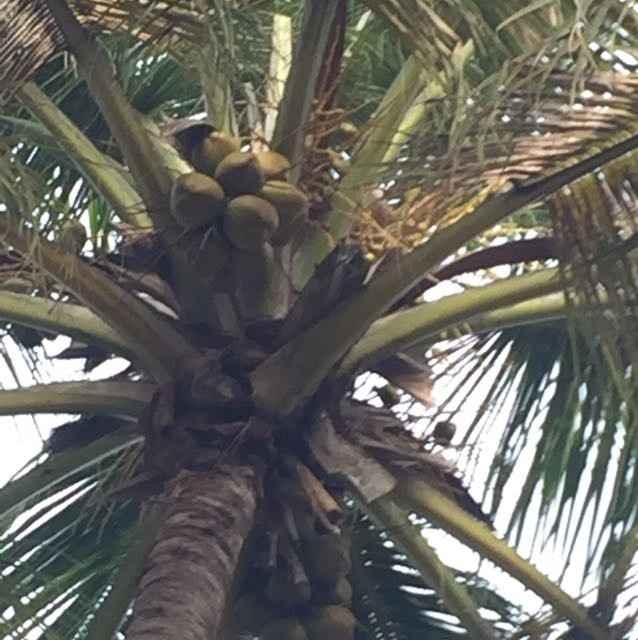 In beautiful St. Lucia