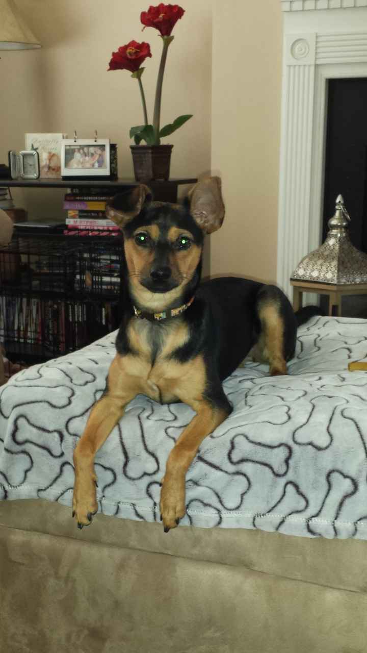 NWR: Fur baby thread!