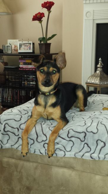 NWR: Fur baby thread!