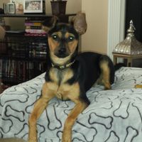 NWR: Fur baby thread!