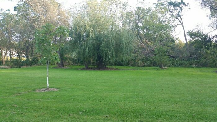 Rant ish-city removing trees
