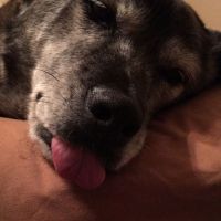 NWR: National Dog Day!