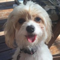 Today is National Pet Day! Let's see those fur babies :)