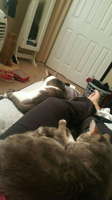 Today is National Pet Day! Let's see those fur babies :)