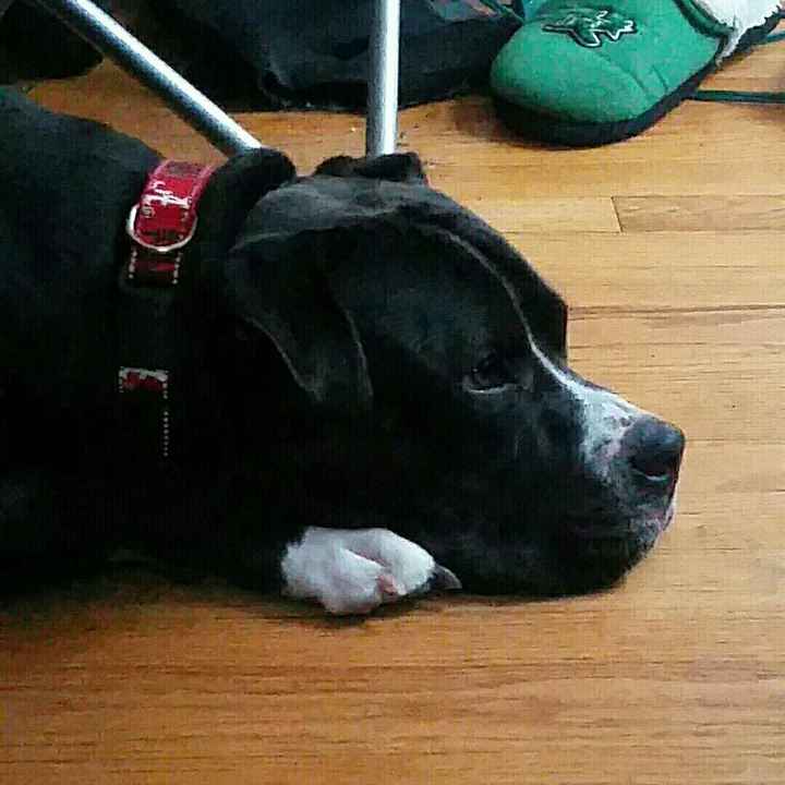 NWR- pets! We love them show me yours :)