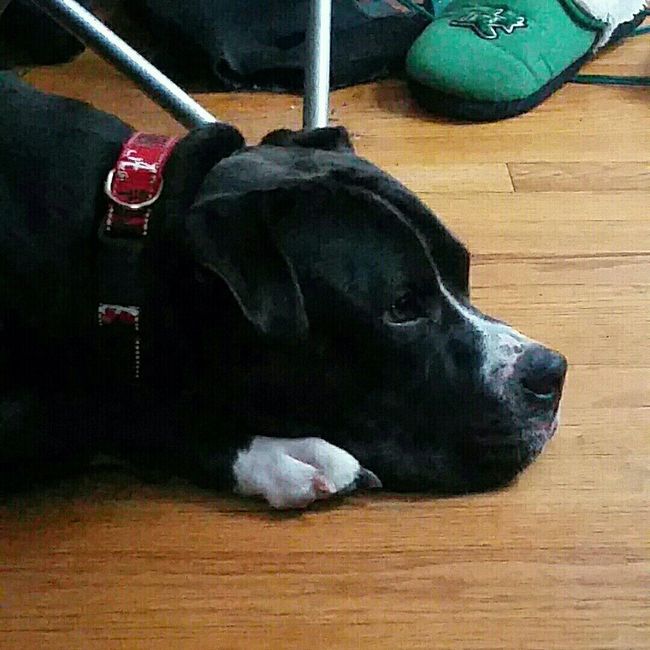 NWR- pets! We love them show me yours :)
