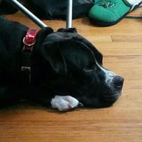 NWR- pets! We love them show me yours :)