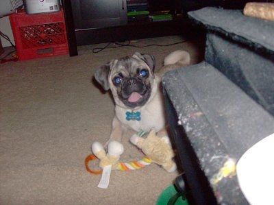 Just for fun- haven't seen the furbabies in awhile
