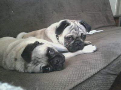 Just for fun- haven't seen the furbabies in awhile