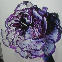 Wedding is next month and i do not have flowers picked out! Help!