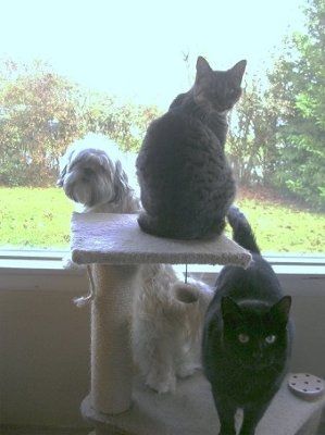 Let's see your pets!