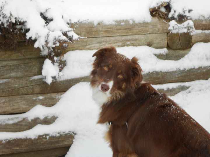 Keeping my mind of my wedding...Show me your dog:)!!**Pics
