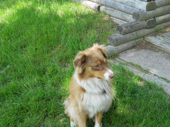 Keeping my mind of my wedding...Show me your dog:)!!**Pics