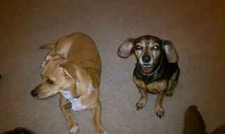 It's National Dog Day!