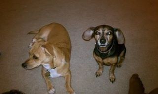 It's National Dog Day!