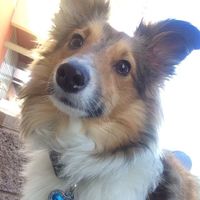 NWR: post pics of your pets!!