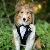 Dog in wedding