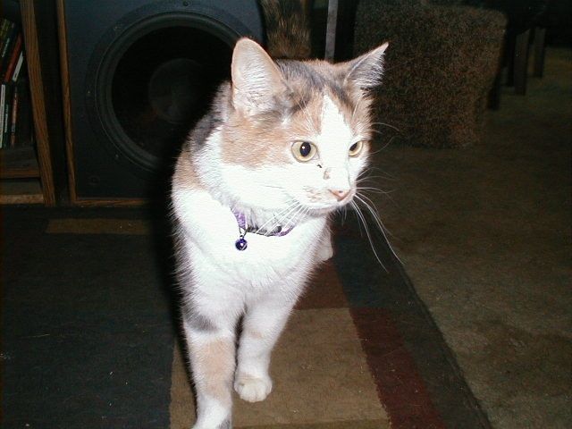 NWR: Pets of WW?