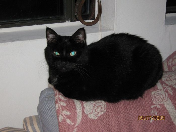 NWR: Pets of WW?