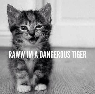 Cats!!!