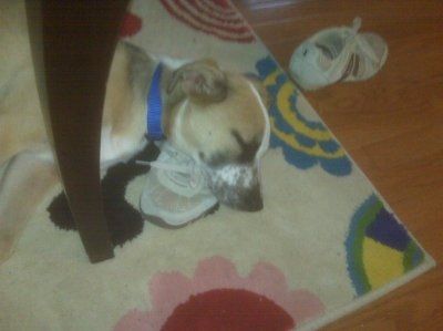 I love my Dog. NWR.