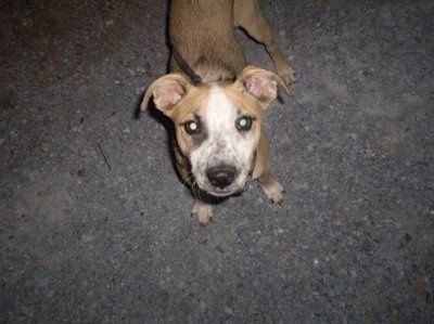 NWR: What kind of dog do you have?