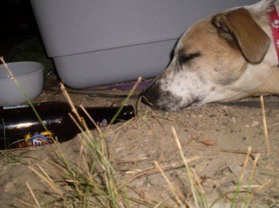 NWR: What kind of dog do you have?