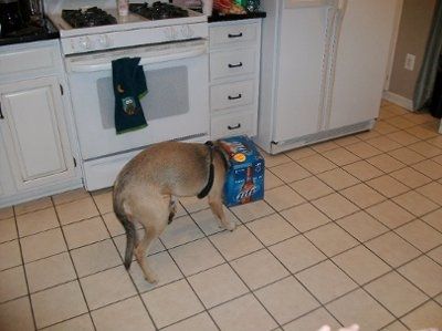 NWR: What kind of dog do you have?
