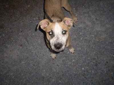 NWR: What kind of dog do you have?