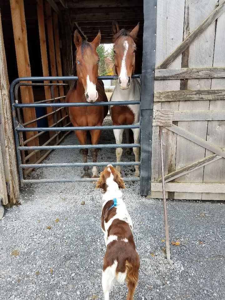 Show me your pet! - 1