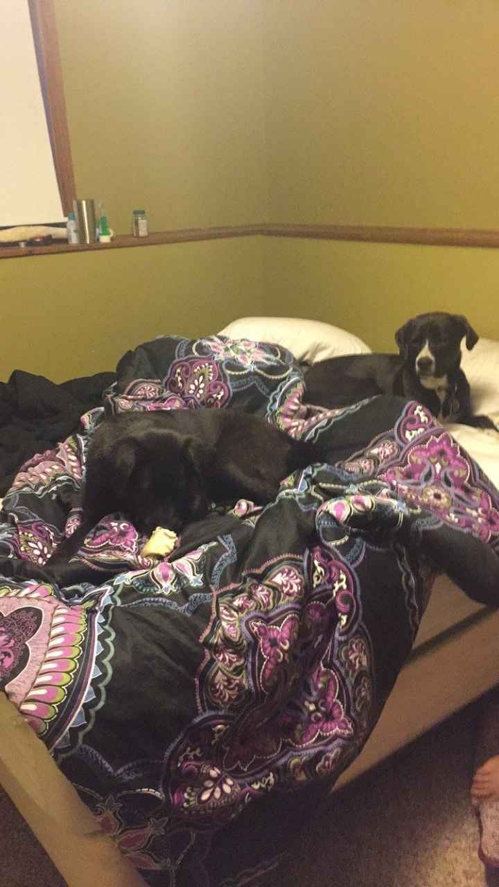 Spinoff: Show us your rescues!