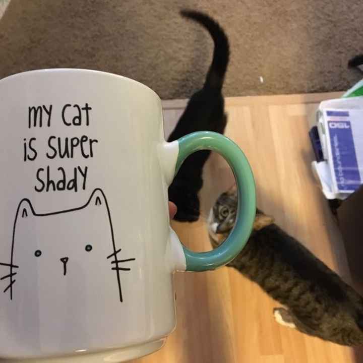 Positive thoughts and pictures of fluffy pets please