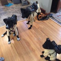 NWR - Pet pictures