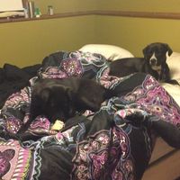 Spinoff: Show us your rescues!